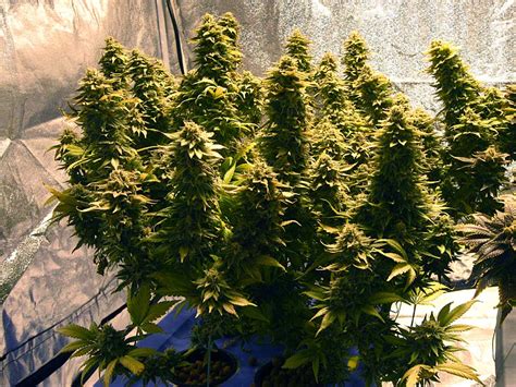 indica flowers full videos|Indica Flowers .